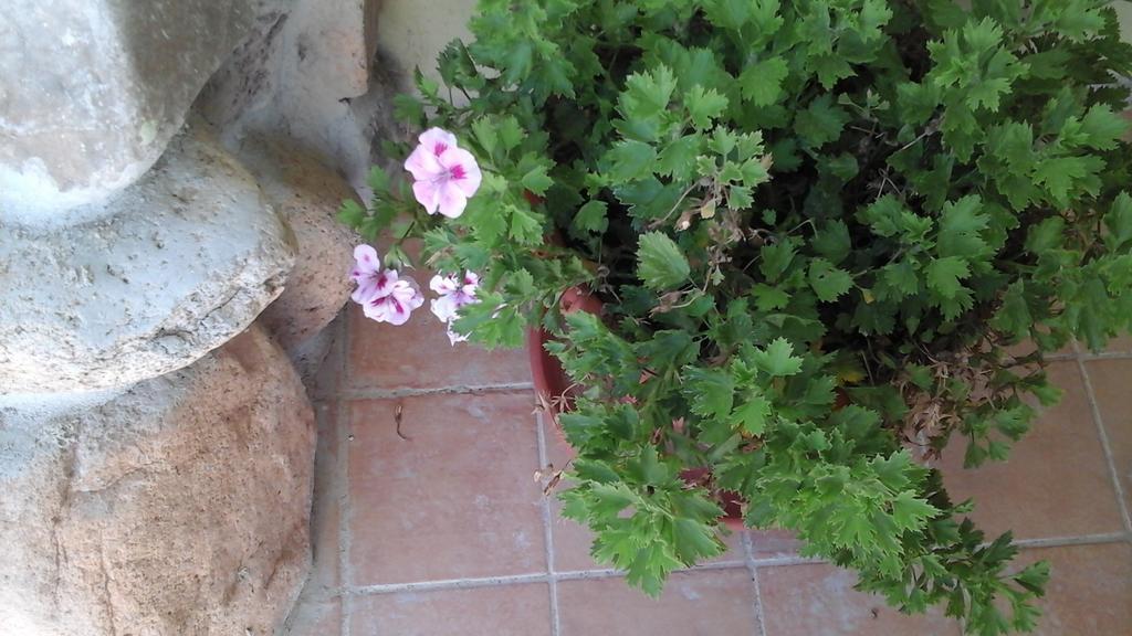 Sant Isidoro  Villa Renzo E Lucia מראה חיצוני תמונה