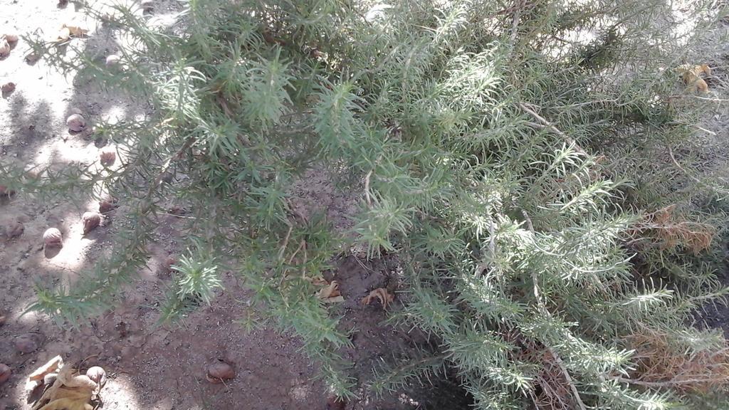 Sant Isidoro  Villa Renzo E Lucia מראה חיצוני תמונה